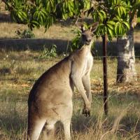 Road trip Melb,Cairns